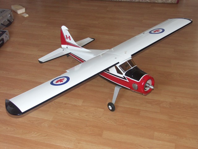 beaver (1).jpg