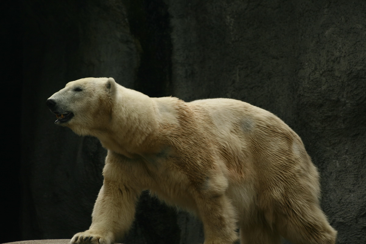 polar.JPG